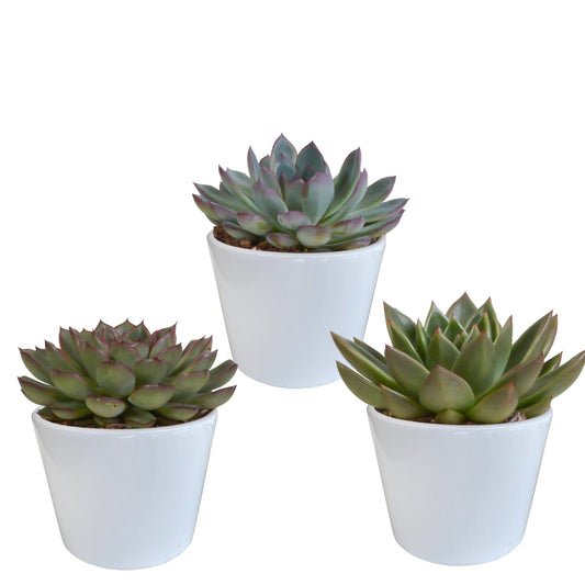 Echeveria mix (3 stuks) - ↕12-15cm - in witte pot