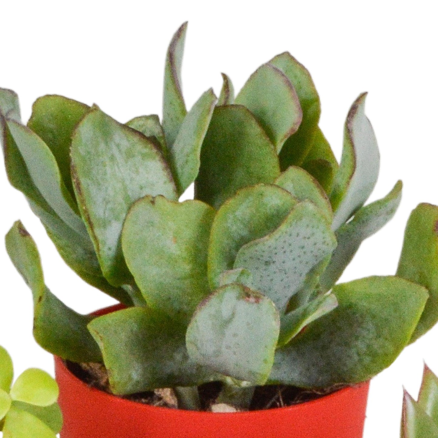 Vetplanten mix ↕10-15cm (5 Stuks) - in gekleurde plastic pot