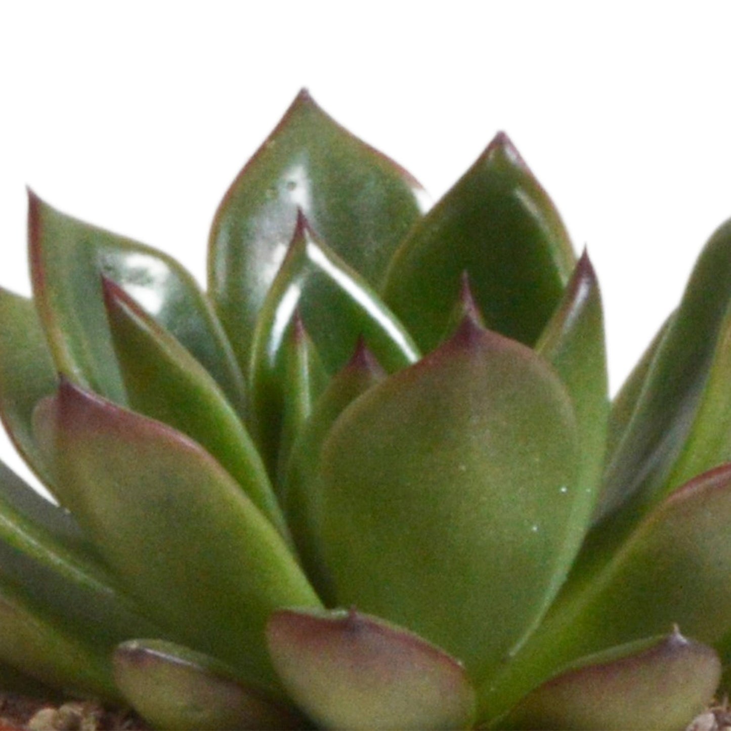 Echeveria mix (3 stuks) - ↕12-15cm - in terracotta pot