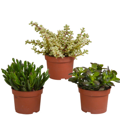 Crassula mix ↕15-20cm (3 Stuks) - zonder pot