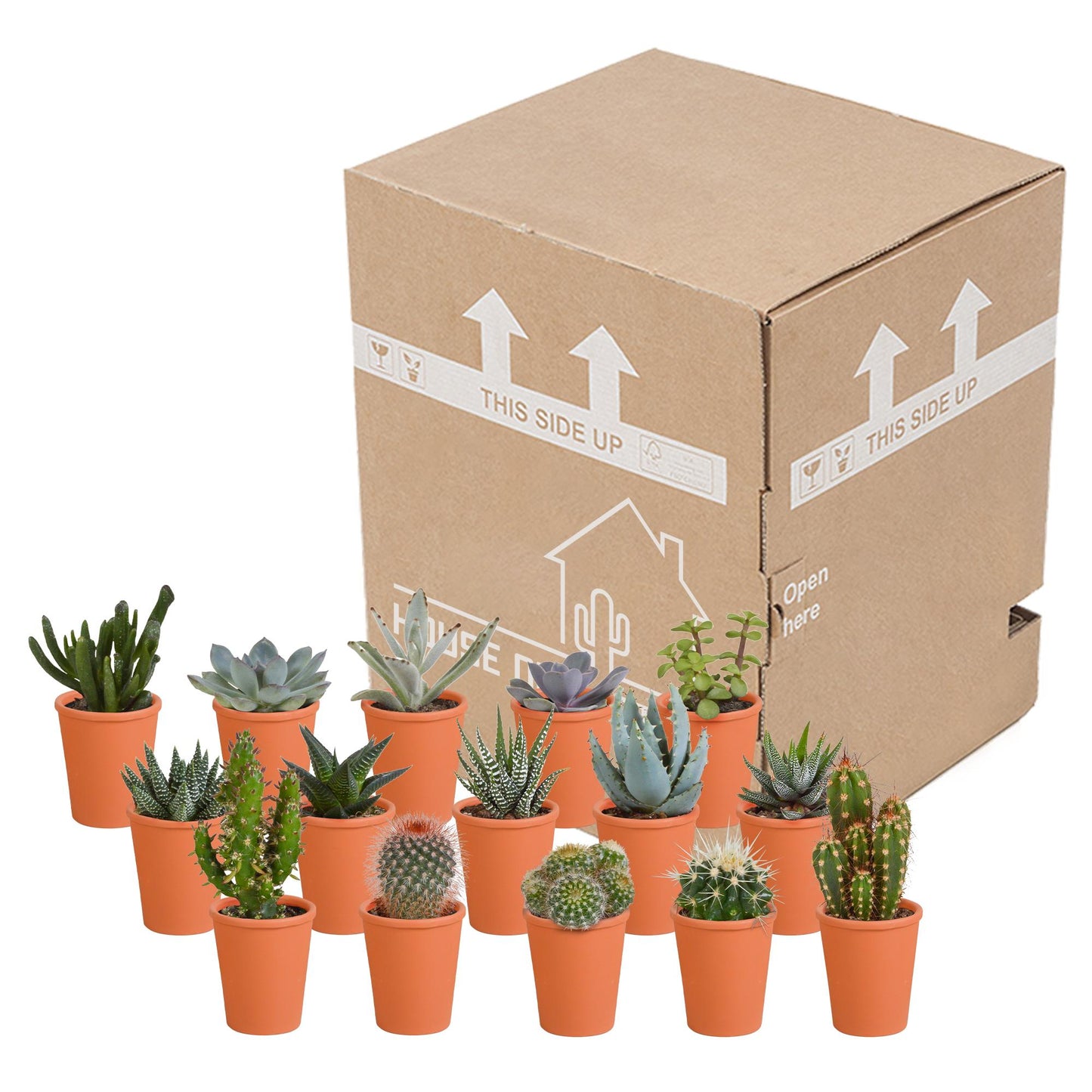 Cactus en vetplanten mix | 15 stuks - in terracotta pot