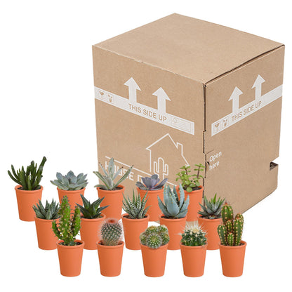 Cactus en vetplanten mix | 15 stuks - in terracotta pot