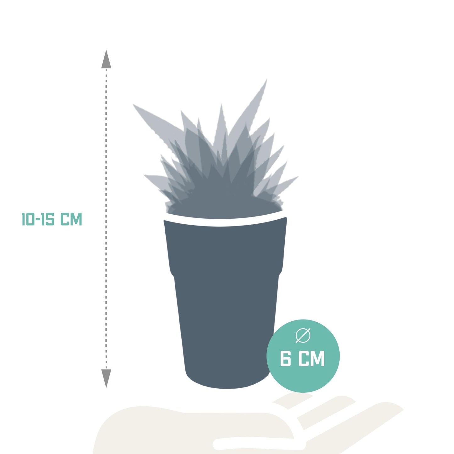 Gasteria/Haworthia mix (5 stuks) - ↕8-13cm - in gekleurde plastic pot