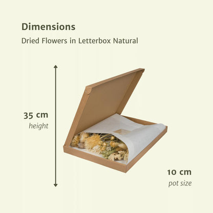 Droogbloemen in letterbox - Natural