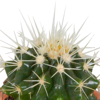 Cactus en vetplanten mix | 15 stuks - zonder pot