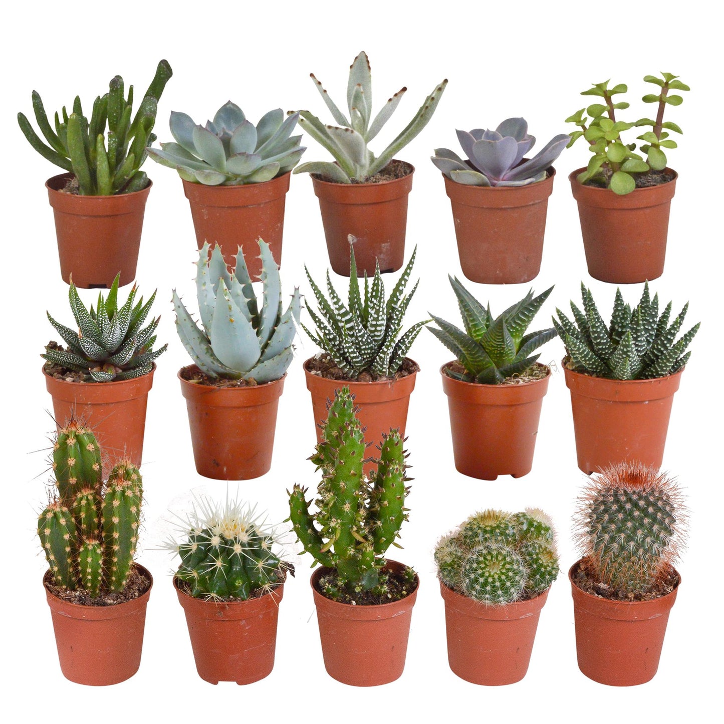 Cactus en vetplanten mix | 15 stuks - zonder pot