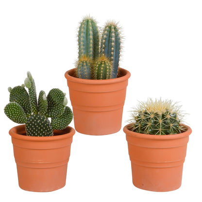 Cactus mix ↕15-25cm (3 Stuks) - in terracotta pot