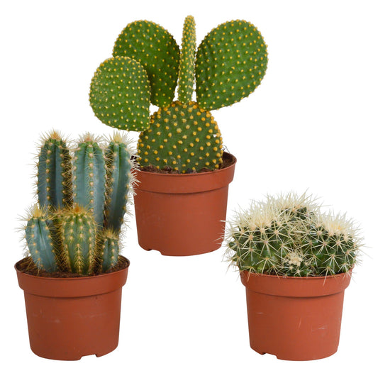 Cactus mix ↕15-25cm (3 Stuks) - 12cm zonder pot