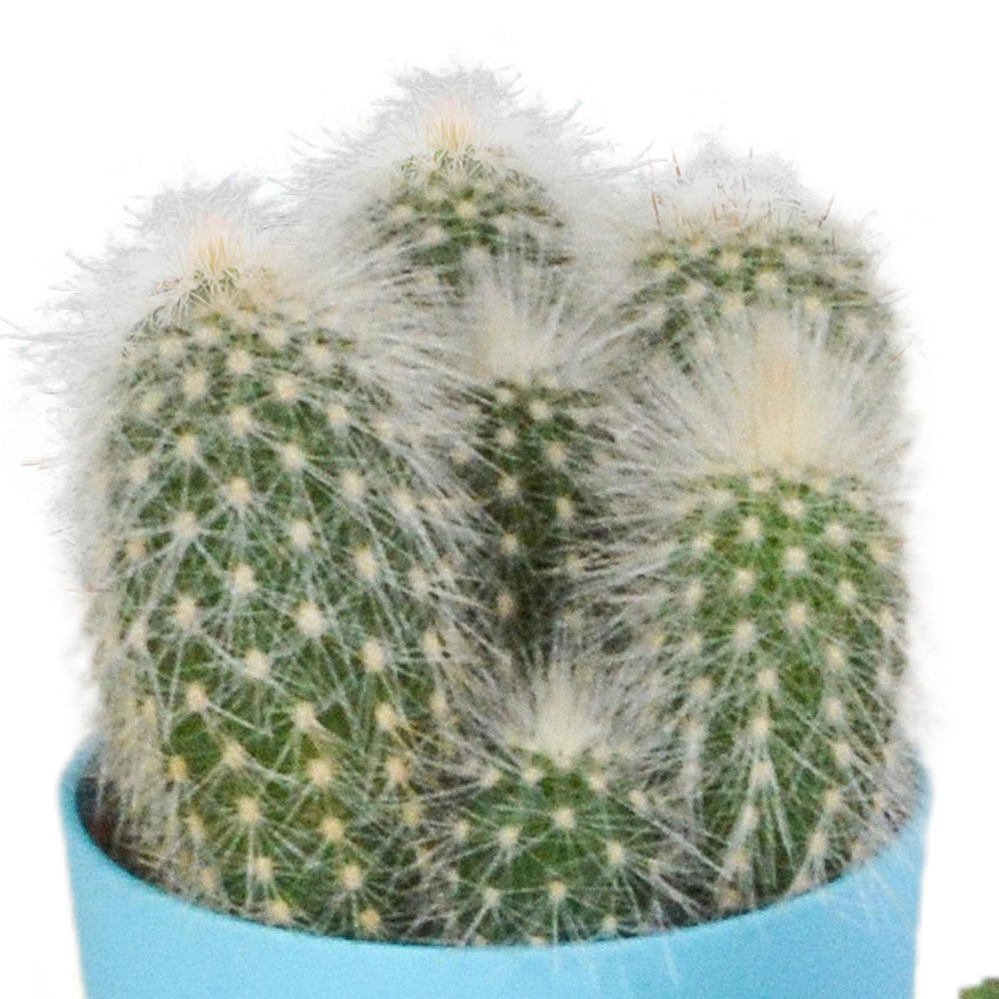 Cactus mix ↕10-15cm (5 Stuks) - in gekleurde plastic pot