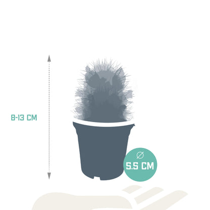 Cactus mix bloeiend ↕8-13cm (5 Stuks) - zonder pot