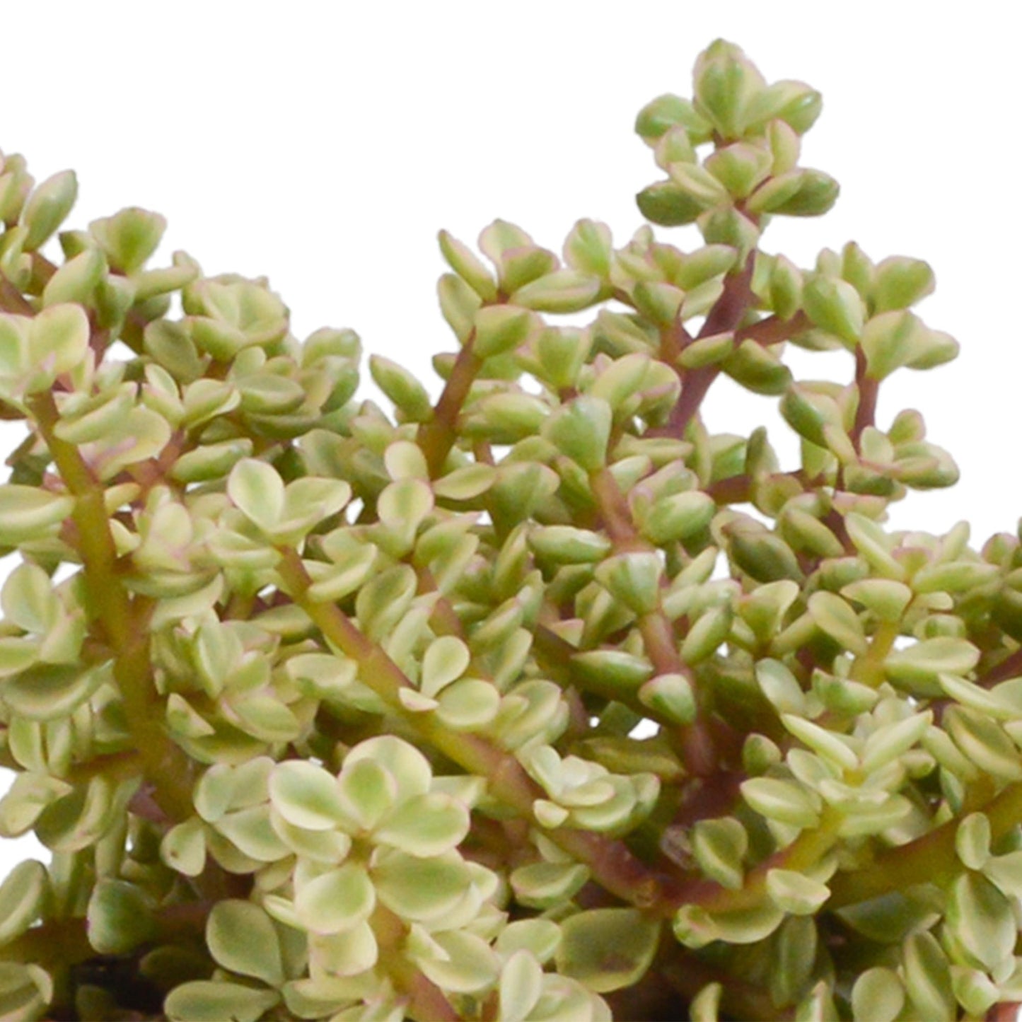 Crassula mix ↕15-20cm (3 Stuks) - in Mexicaanse pot