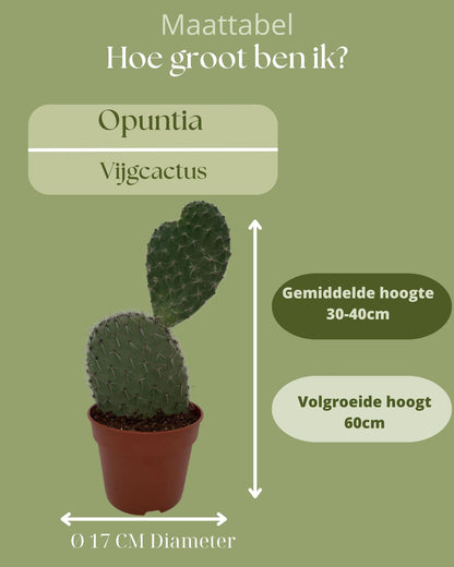 Cactus- Opuntia Vijgcactus - ↕30-40cm - Zonder pot