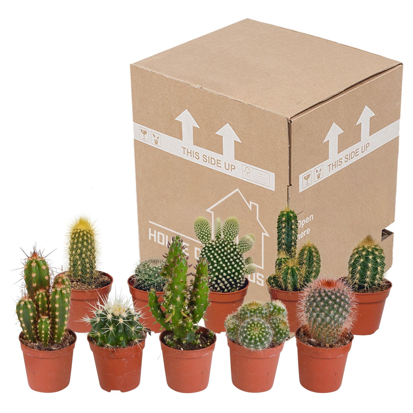 Cactus mix (10 stuks) - zonder pot