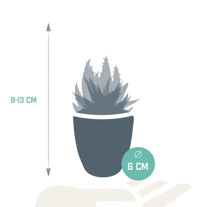 Gasteria/Haworthia (5 stuks) - ↕8-13cm - in witte pot