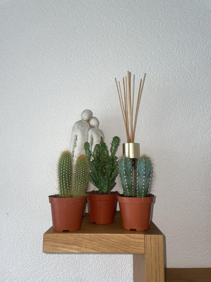 Cactus Palen Mix - ↕15-20cm (3 Stuks) - Zonder pot