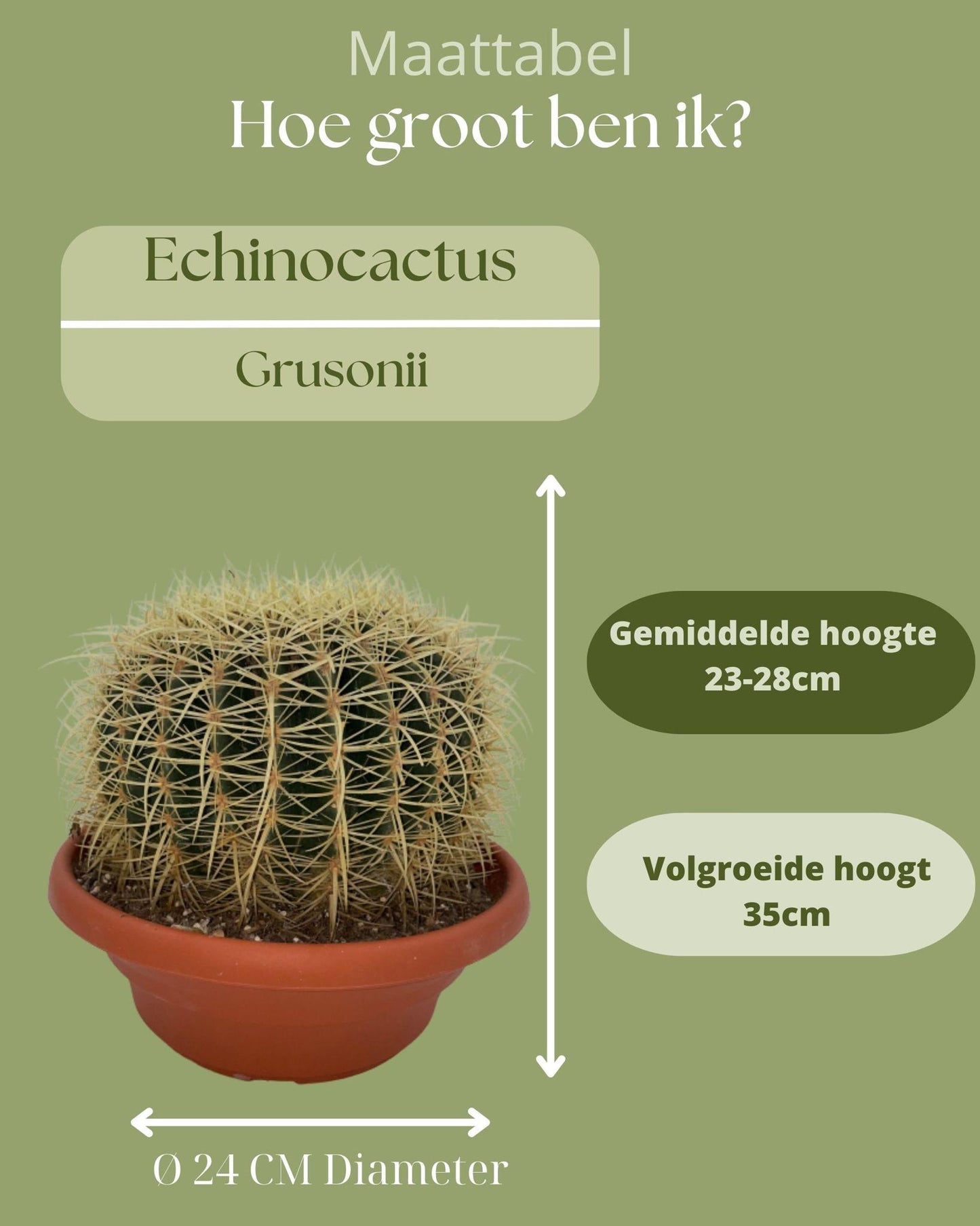 Cactus- Echinocactus Grusonii - ↕23-28 cm