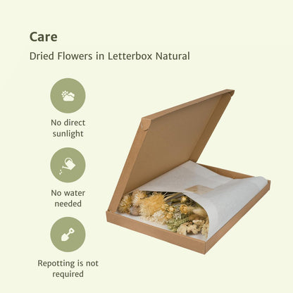 Droogbloemen in letterbox - Natural