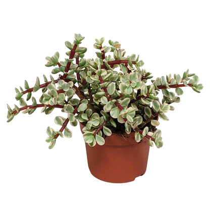 Portulacaria afra Variegata - ↕18-25cm - zonder pot