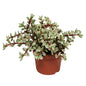 Portulacaria afra Variegata - ↕18-25cm - zonder pot