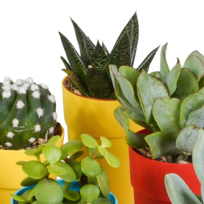 Cactus en vetplanten mix | 15 stuks - in gekleurde plasticpot