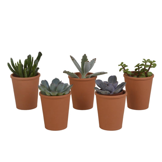 Vetplanten mix ↕8-13cm (5 Stuks) - in terracotta pot