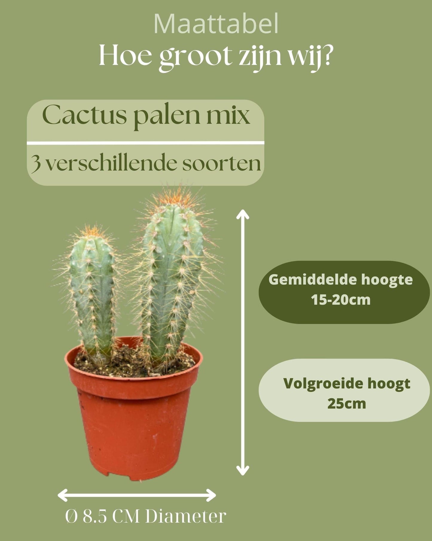 Cactus Palen Mix - ↕15-20cm (3 Stuks) - Zonder pot