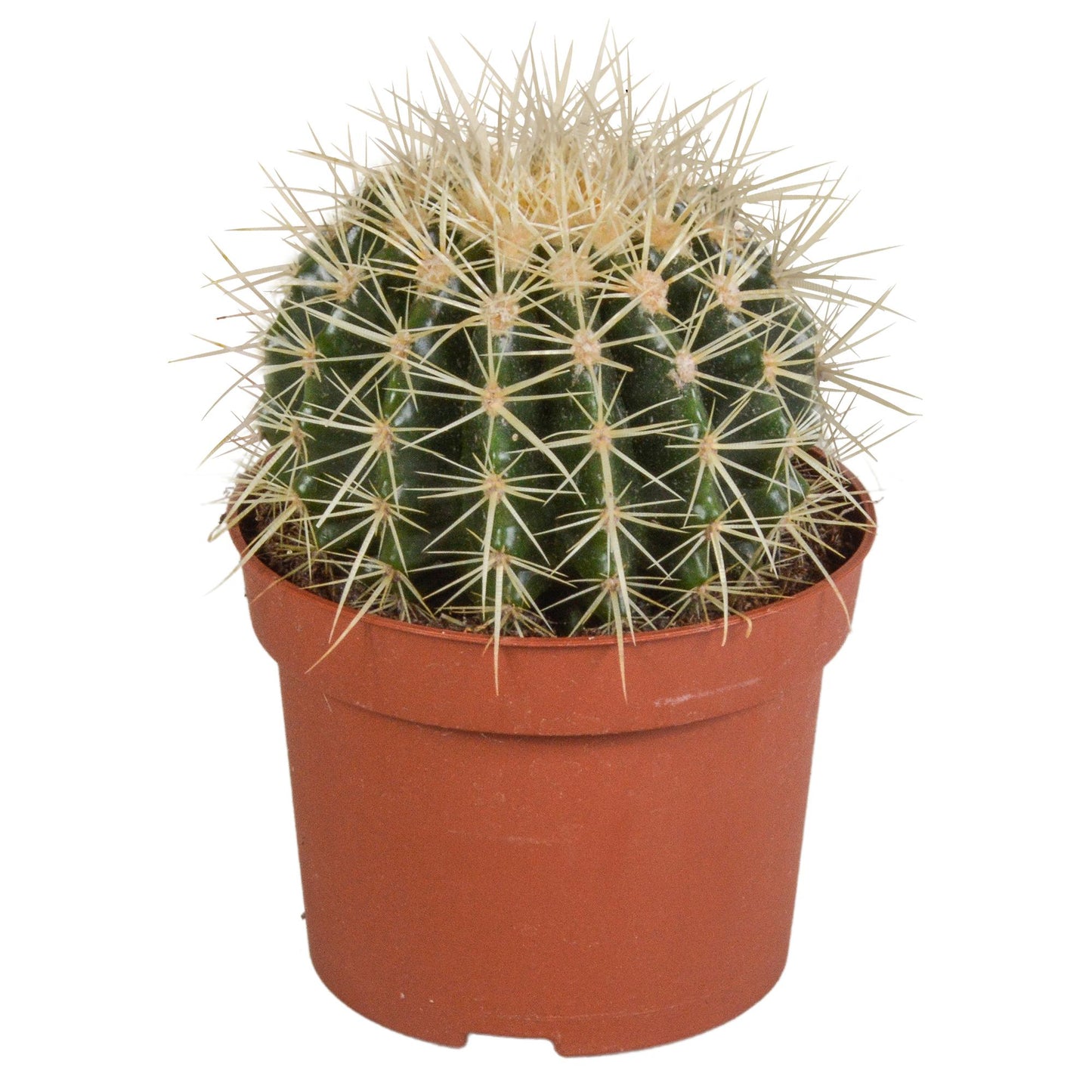 Cactus - Echinocactus grusonii ↕20 - 30 cm