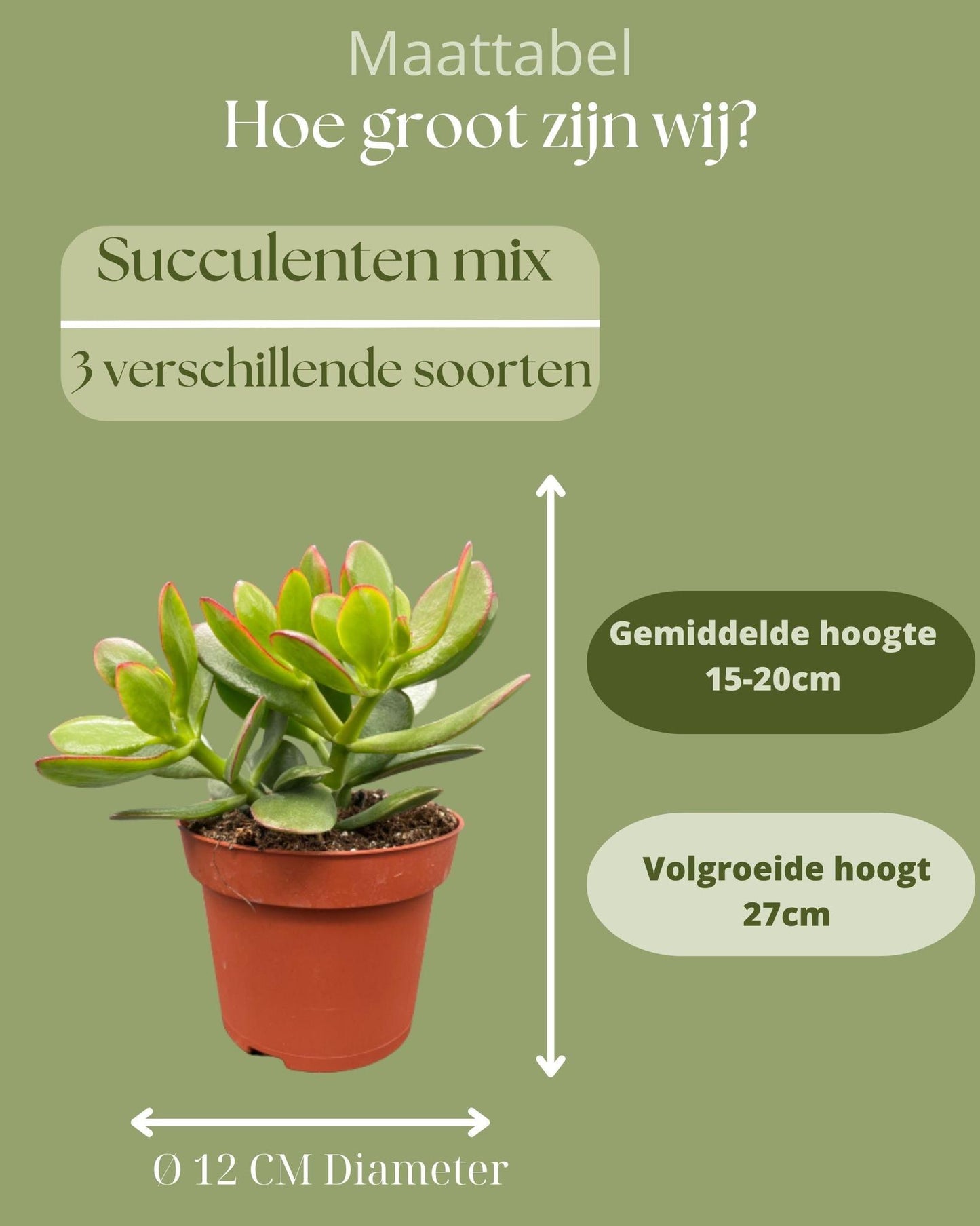 Succulenten Mix - ↕16-22cm (3 Stuks) - Zonder pot