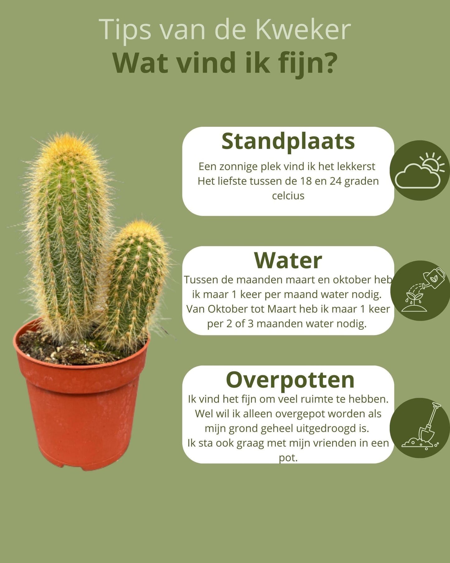 Cactus Mix - ↕8-15cm (6 Stuks) - Zonder pot