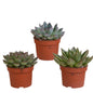 Echeveria mix (3 stuks) - ↕12,5-20cm - zonder pot