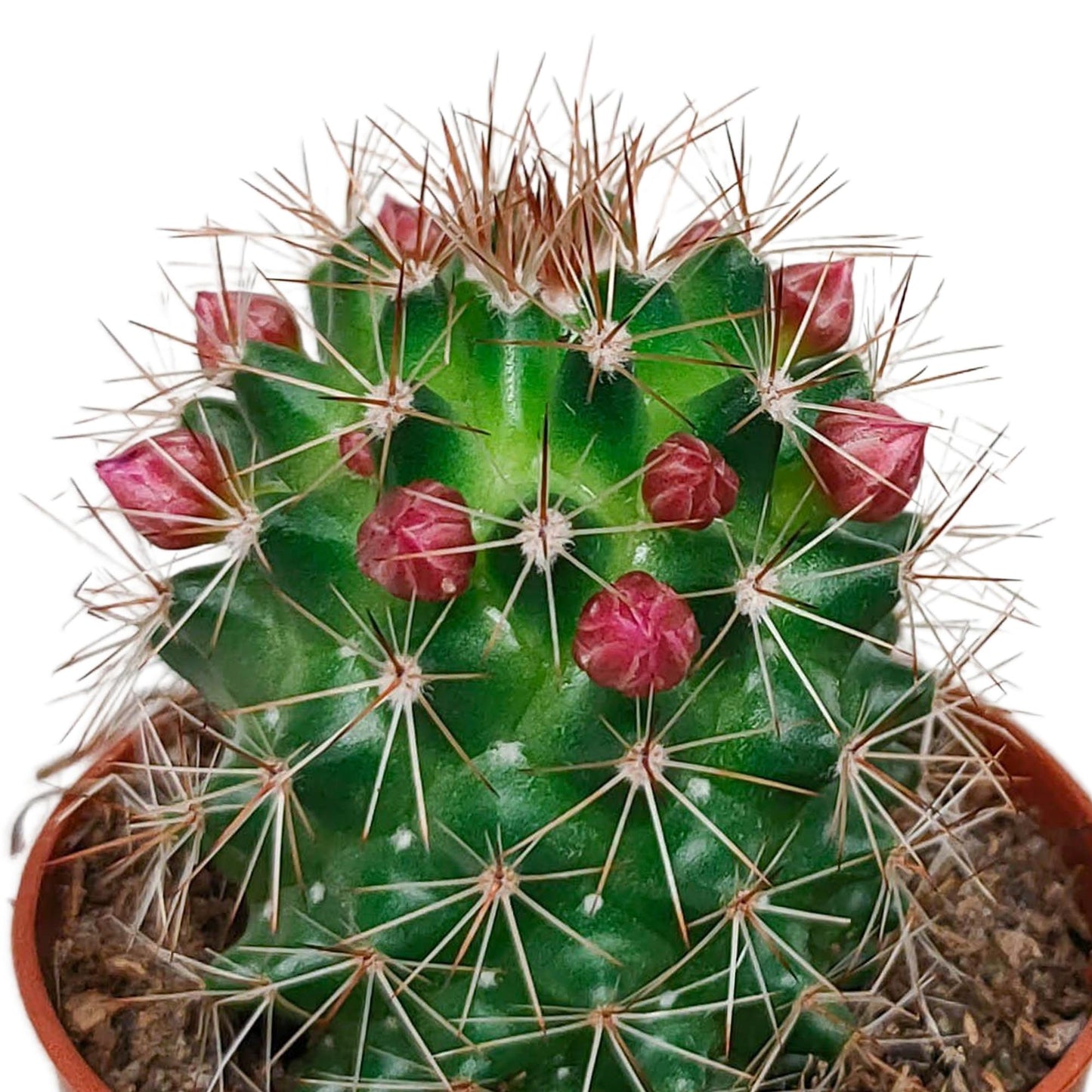 Cactus mix bloeiend ↕8-13cm (5 Stuks) - zonder pot