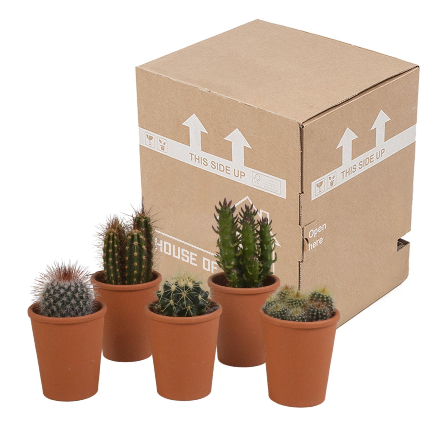 Cactus mix ↕8-13cm (5 Stuks) - in terracotta pot