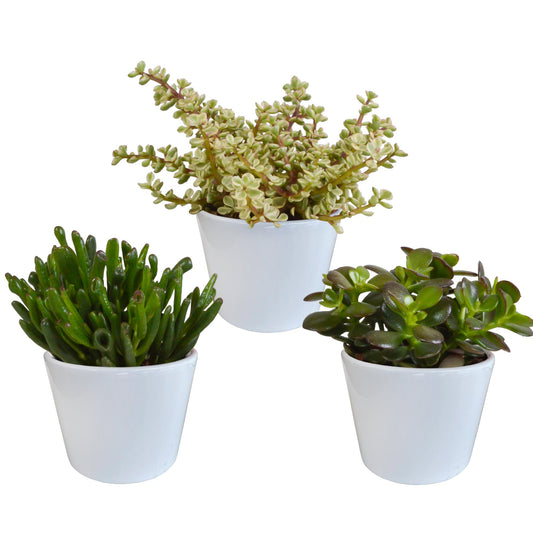 Crassula mix ↕15-20cm (3 Stuks) - in witte pot