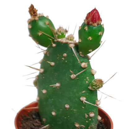 Cactus mix bloeiend ↕8-13cm (5 Stuks) - zonder pot