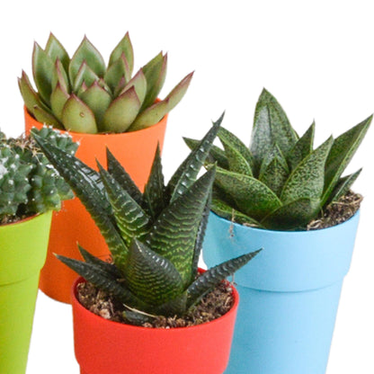 Cactus en vetplanten mix | 15 stuks - in gekleurde plasticpot