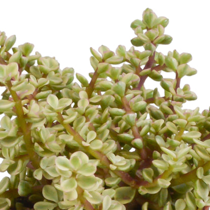 Crassula mix ↕15-20cm (3 Stuks) - in witte pot