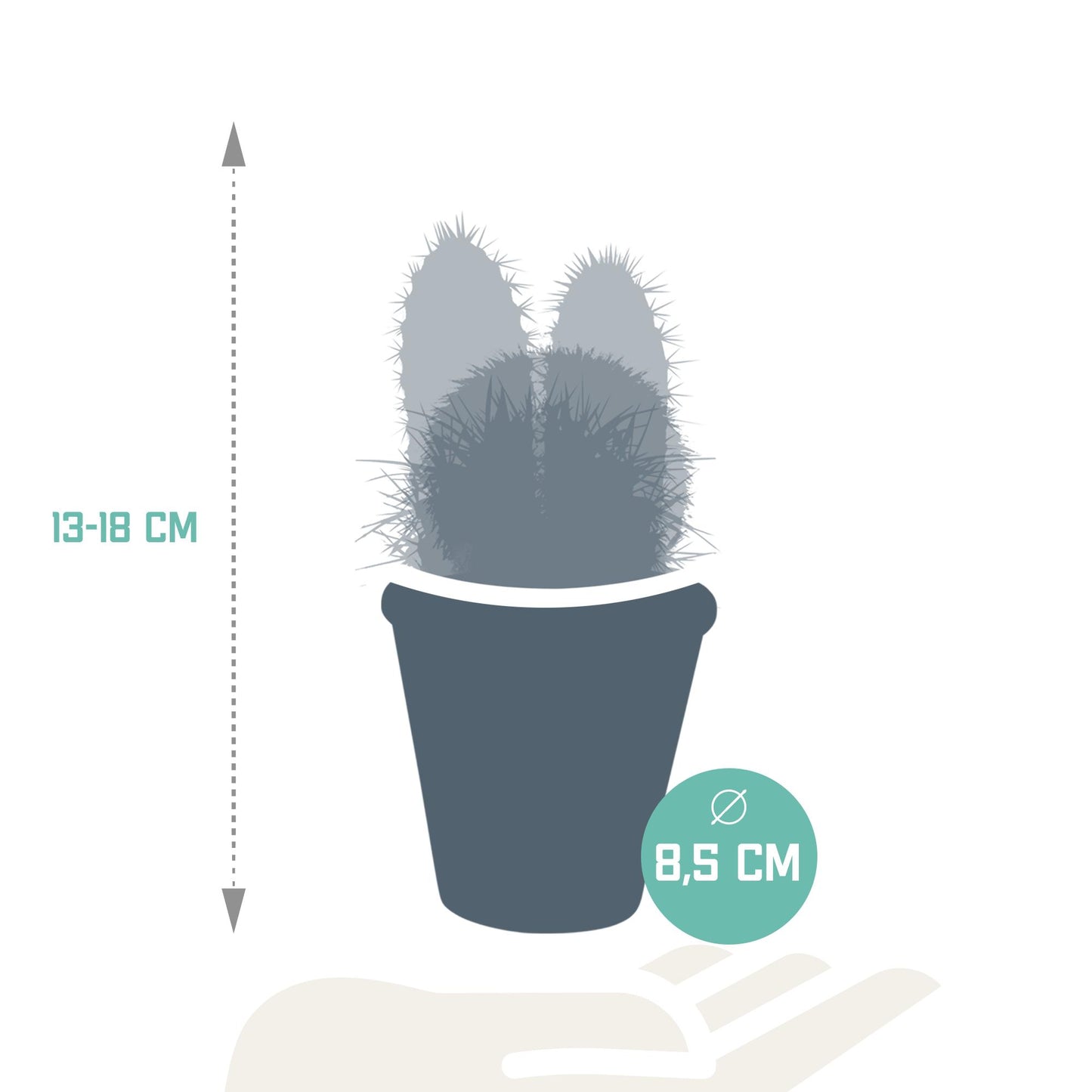 Cactus mix ↕13-18cm (3 Stuks) - in terracotta pot