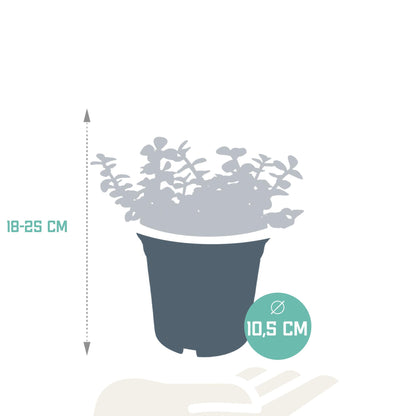 Portulacaria afra - ↕15-25 cm - zonder pot