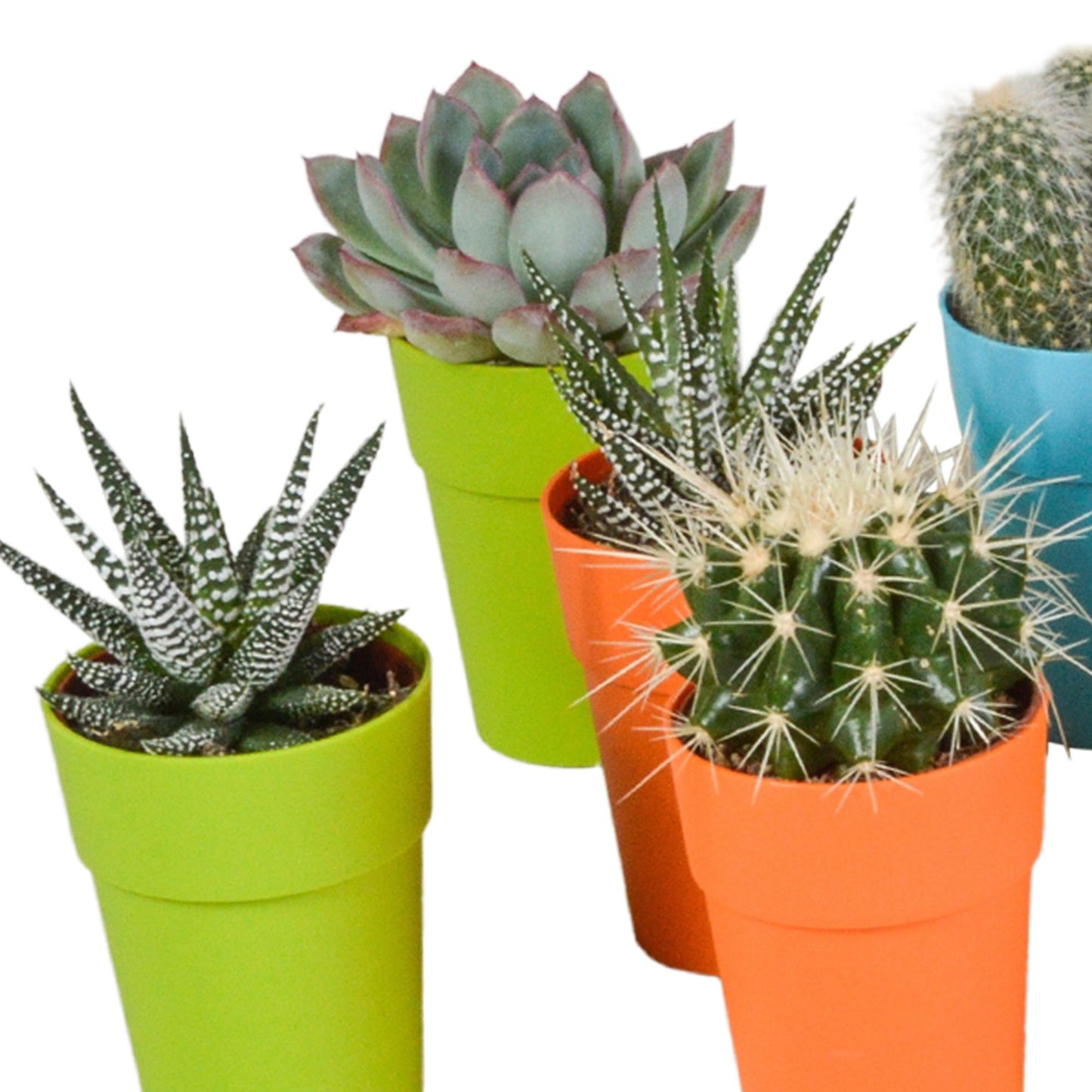 Cactus en vetplanten mix | 15 stuks - in gekleurde plasticpot