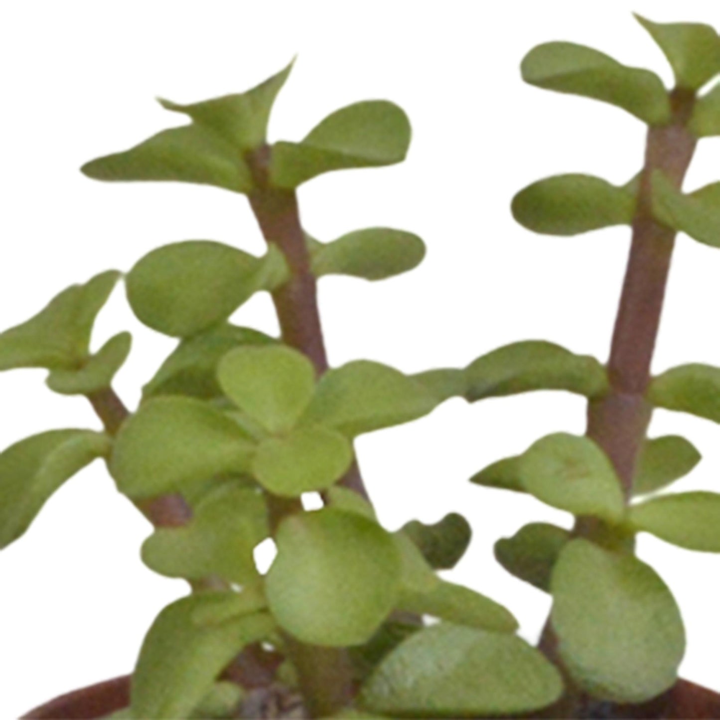 Vetplanten mix ↕8-13cm (5 Stuks) - zonder pot