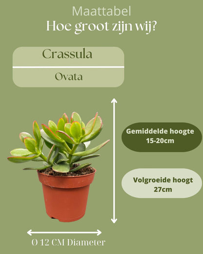 Succulenten- Crassula Ovata - ↕15-20cm (3 Stuks) - Zonder pot